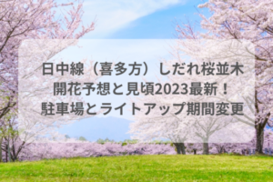 日中線（喜多方）桜並木開花予想と見頃2023最新！駐車場とライトアップ期間変更も