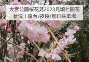 大宮公園桜花見2023見頃と開花状況！無料駐車場や屋台