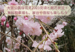 大宮公園桜花見2023見頃と開花状況！無料駐車場や屋台