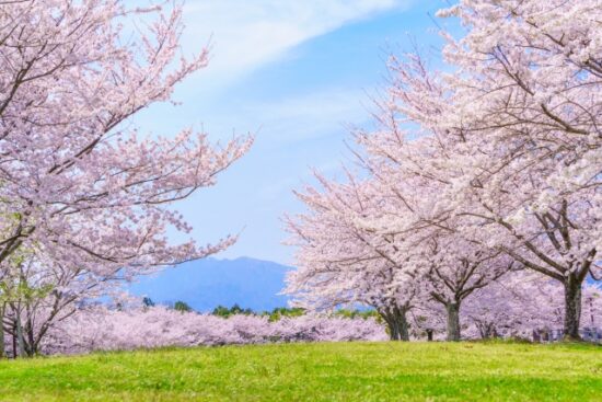 万博記念公園桜まつり２０２３見頃と開花状況！屋台一覧や駐車場夜間とアクセス方法も